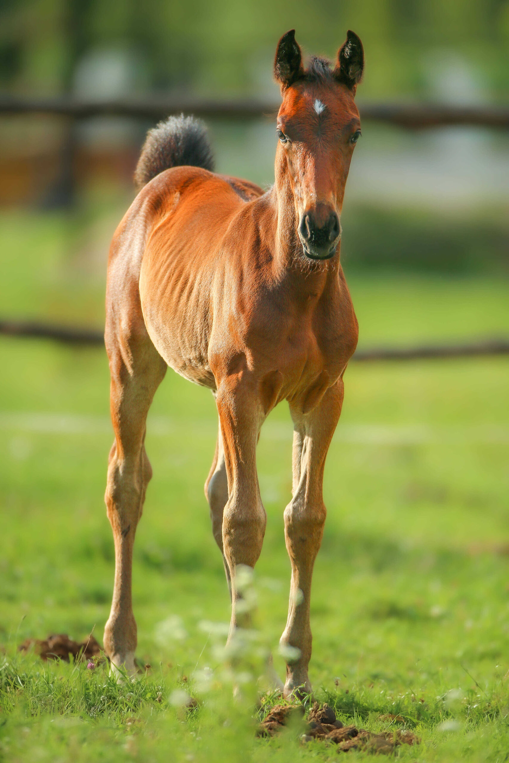 Főoldal wagner lovas farm csiko