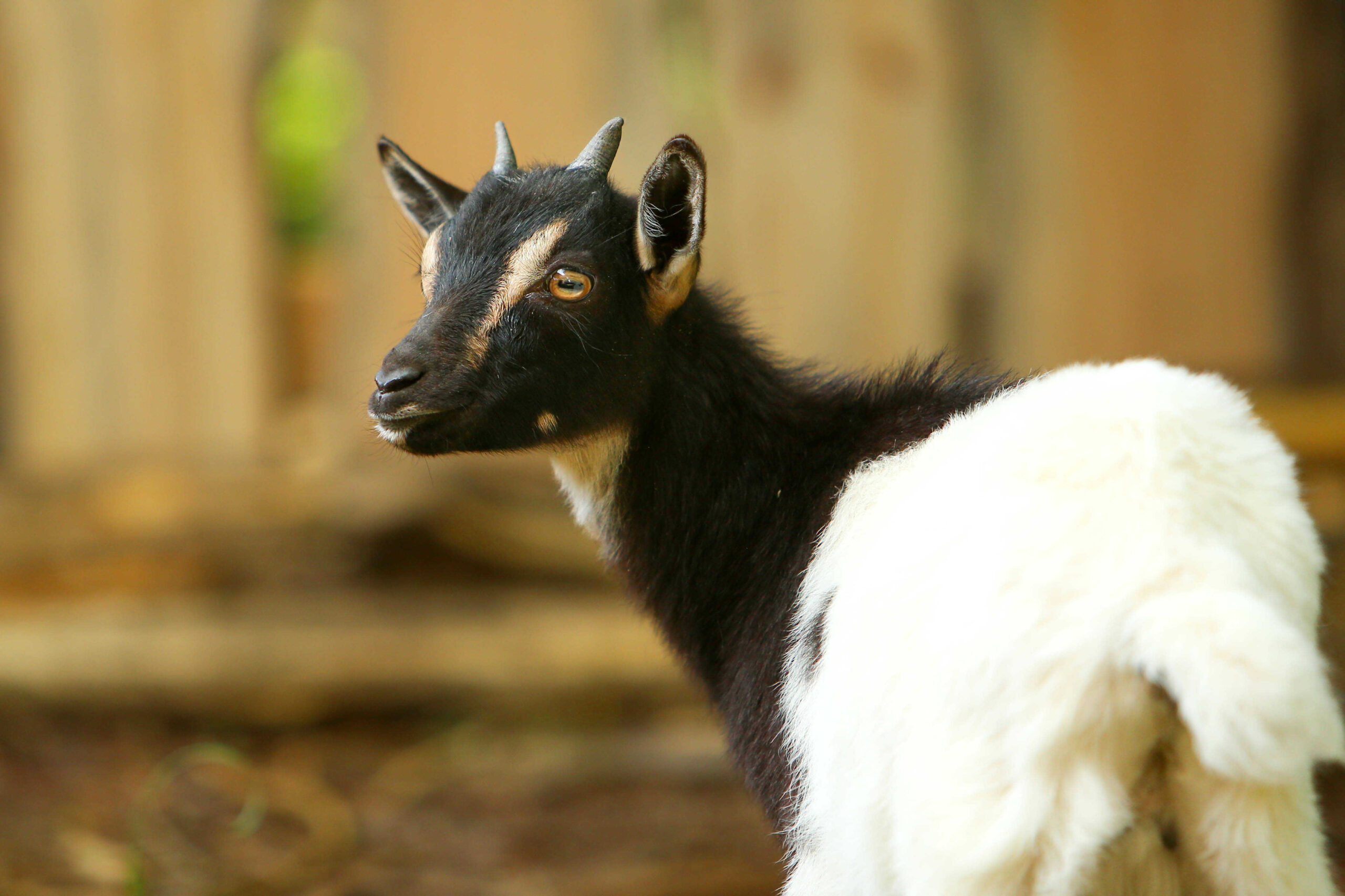 Főoldal wagner lovas farm kecske