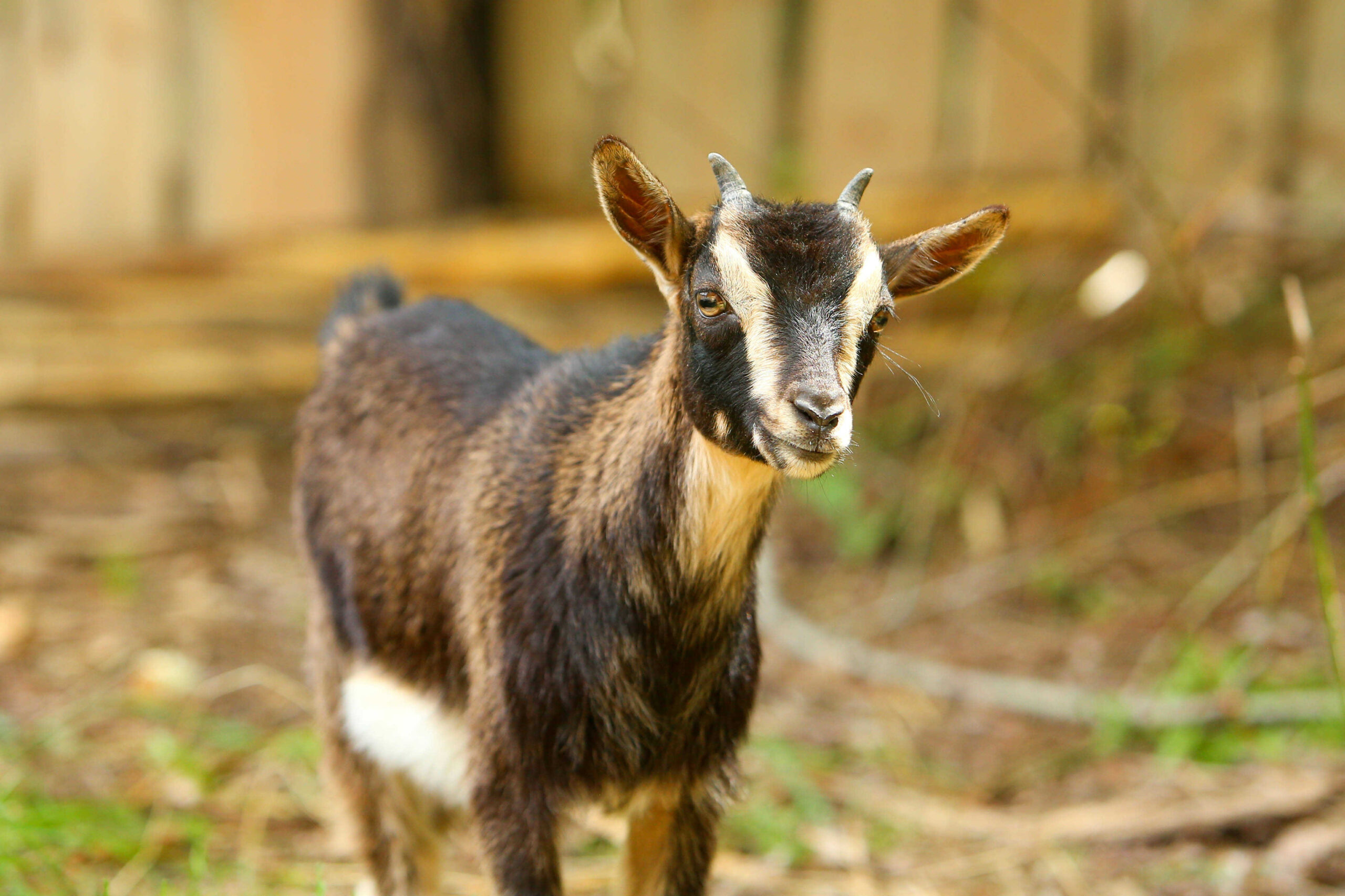 Főoldal wagner lovas farm kis kecske