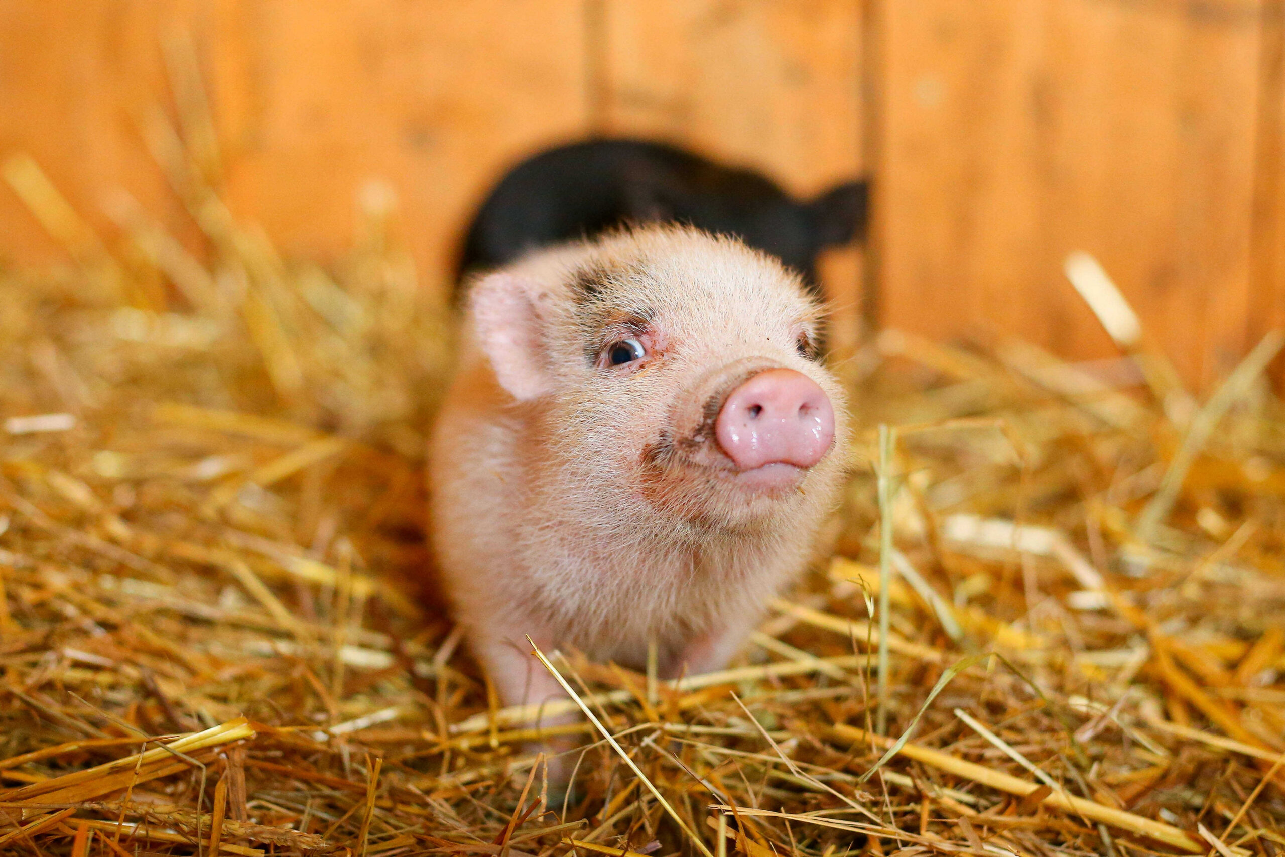 Főoldal wagner lovas farm kismalac