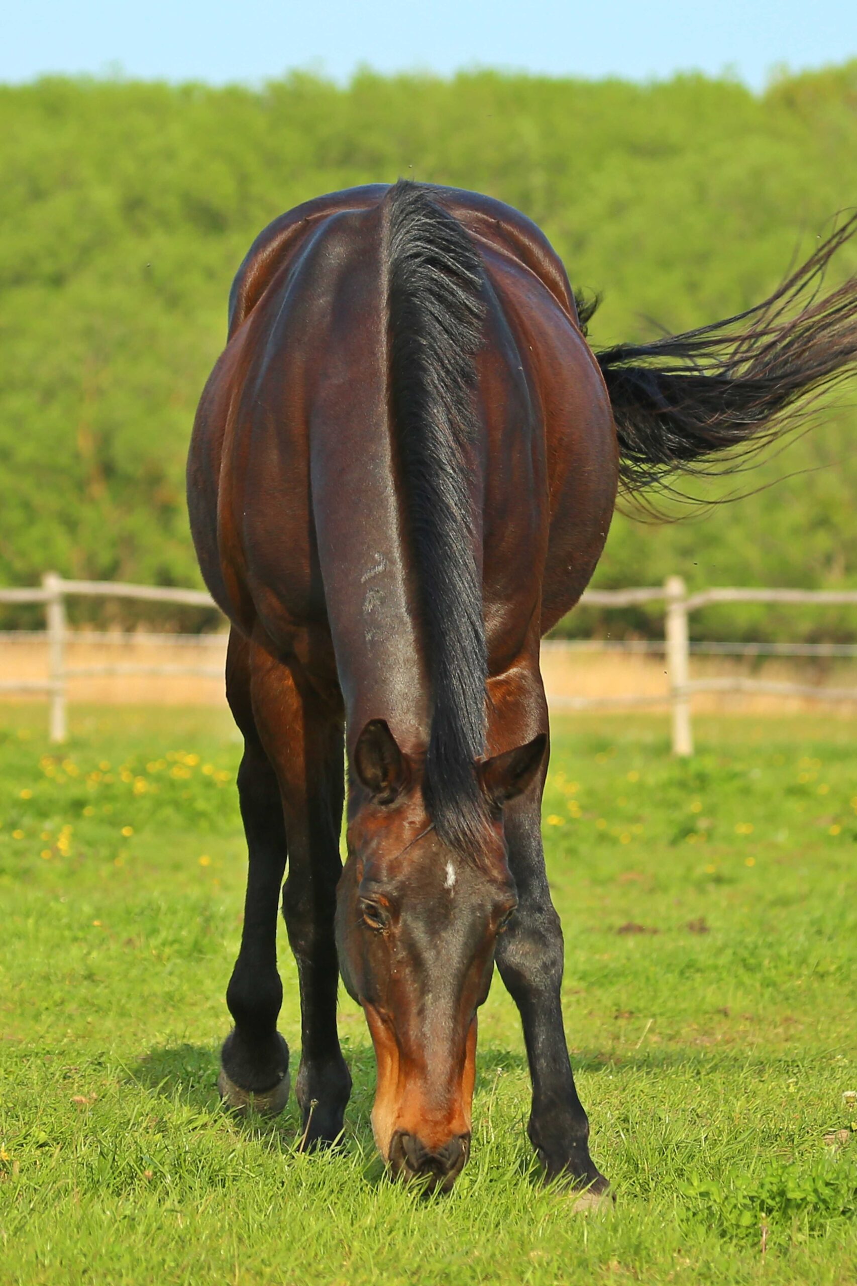 wagner lovas farm legelo