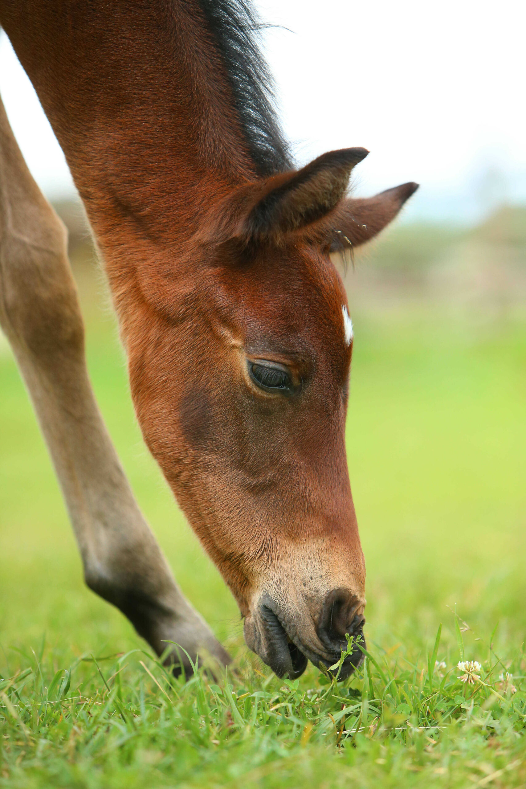 Főoldal wagner lovas farm lo fu legeles