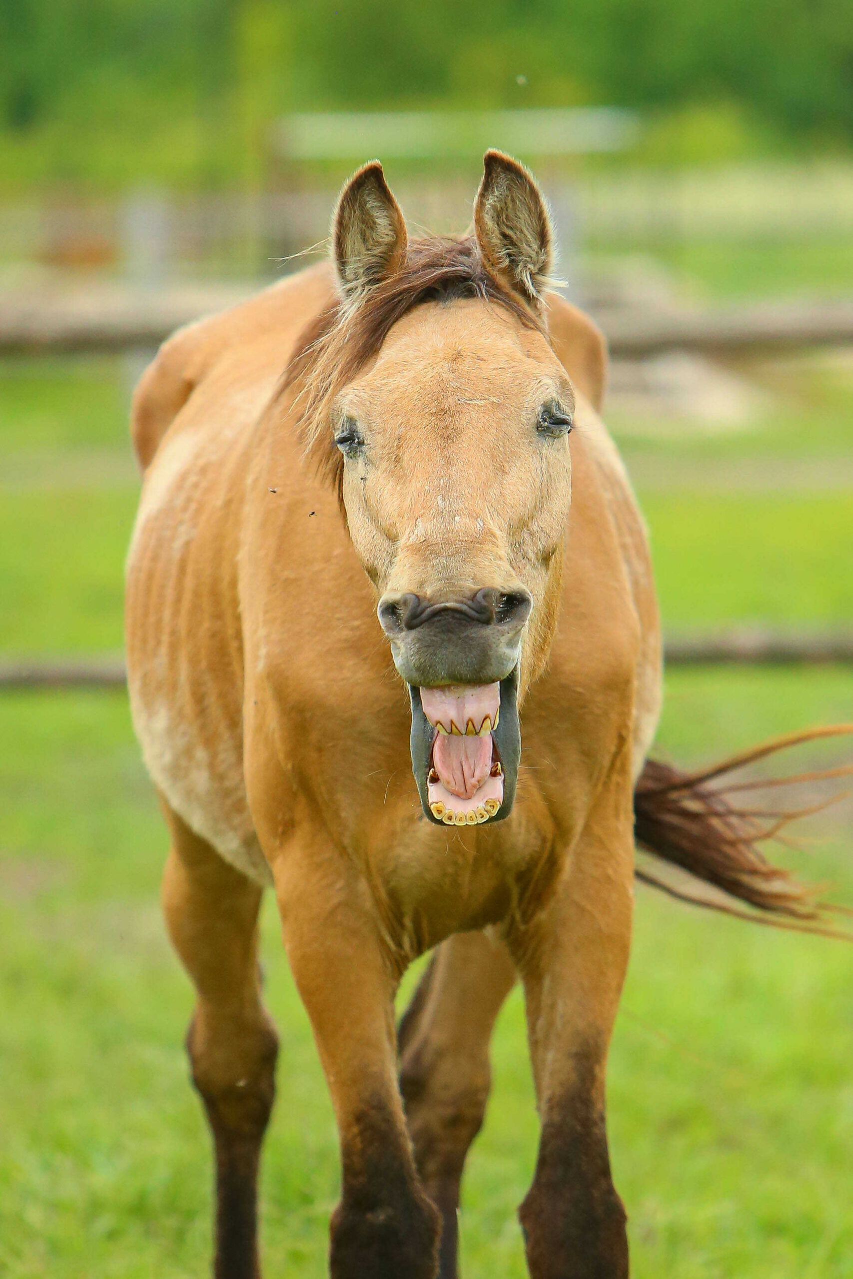 Főoldal wagner lovas farm lovak
