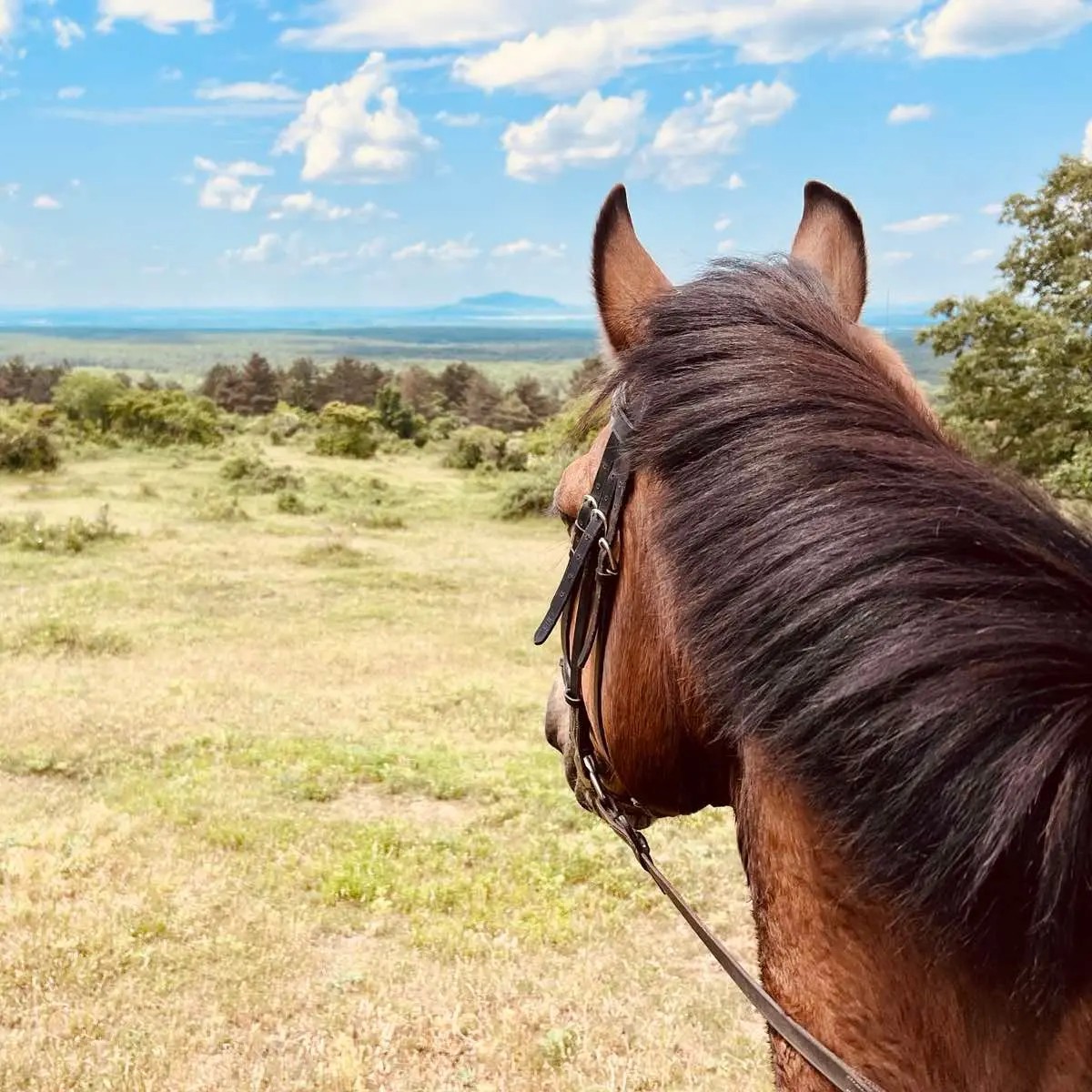 Lovas túrák wagner lovas farm lovas turak bakony