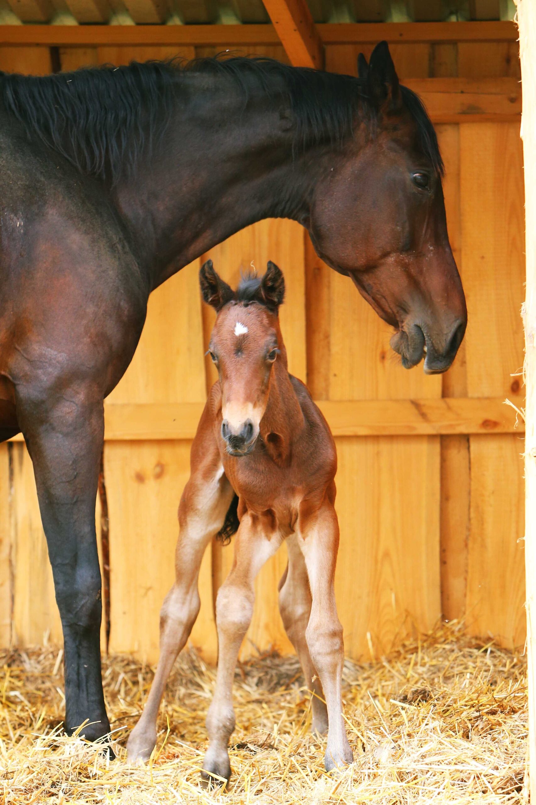 Főoldal wagner lovas farm uj csiko