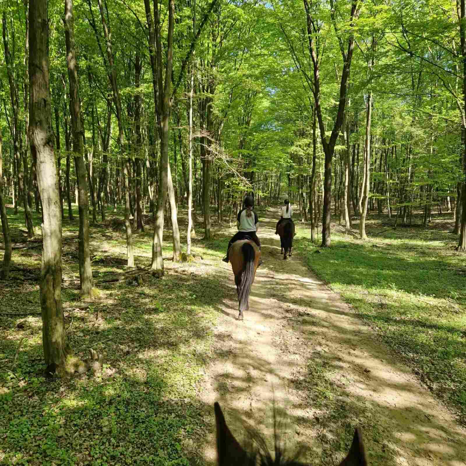 Lovas túrák wagner lovas turak (26)
